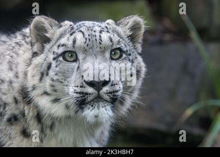 Snow leopard cub Stock Photo