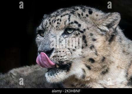 Snow leopard tongue Stock Photo