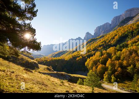 Forest in Anso Valley, Huesca Province in Aragon in Spain. Stock Photo