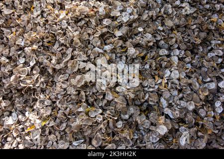 close up of a pile of oyster shells in the sun shine Stock Photo