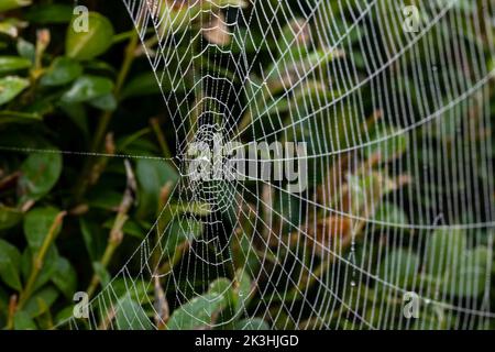 Close-up of a spider web with dew drops against a green background Stock Photo