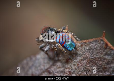 Male Peacock spider, Maratus mungaich, in his breeding plumage Stock Photo