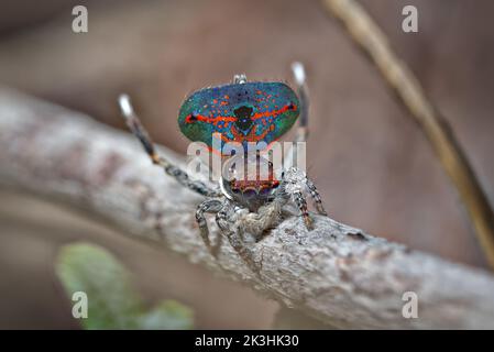 Male Peacock spider, Maratus mungaich, displaying for a female Stock Photo