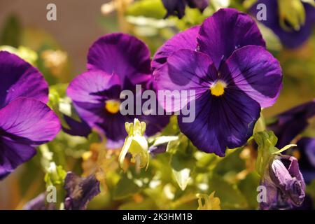 Purple pansies, violet flowers in the spring Stock Photo