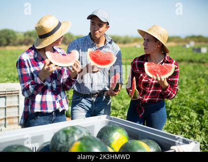 Farmers tasting new harvest of watermelons Stock Photo