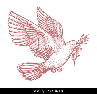 Flying white dove and olive branch. Peace symbol isolated, religion concept. Vintage sketch illustration Stock Photo