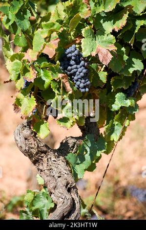 Cardedu, Provincia di Ogliastra, Sardinia, Italy Stock Photo