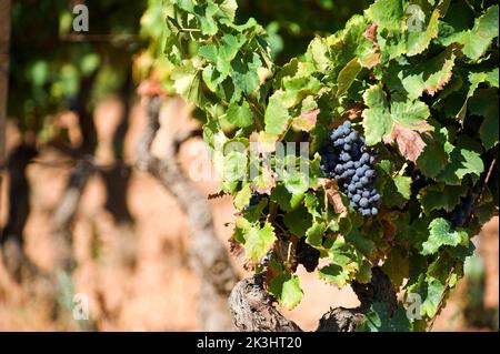 Cardedu, Provincia di Ogliastra, Sardinia, Italy Stock Photo