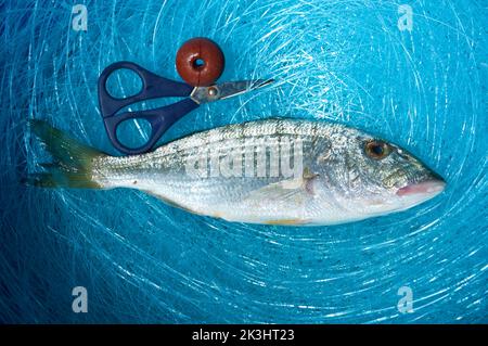 Mormora, Lithognathus mormyrus, fam Sparidi, frash fish, fish catch, Sardinia, Italy Stock Photo