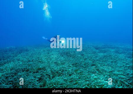 Neptuneseagrass beds, Posidonia oceanica, Gokova Bay Marine Protected Area Turkey Stock Photo