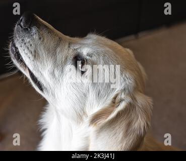Dog labrador close-up in the interior of the house. Stock Photo