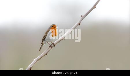 A small robin, singing, with it's beak open, sitting on bramble branch Stock Photo