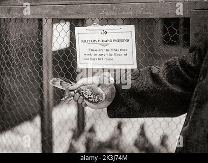 A cage and note referring to World War One military homing pigeons.They acted as efficient messengers and dispatch bearers not only from division to division and from the trenches to the rear but also are used by our aviators to report back the results of their observation. Stock Photo