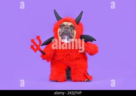French Bulldog dog with red devil Halloween costume wearing a fluffy full body suit with fake arms holding pitchfork, with devil tail, horns and black Stock Photo
