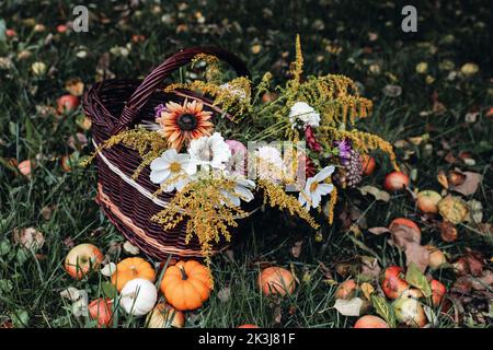Autumnal floral garden still life. Wicker basket with colorful cosmos, zinnia flowers. Pumpkins, apples and fall leaves on grass. Moody Thanksgiving Stock Photo