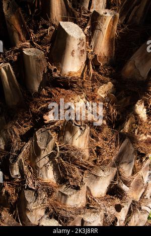 Trunk of a palm tree with cut fronds on the trunk Stock Photo