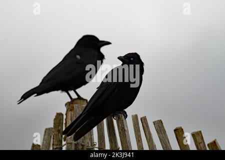 A low angle shot of two black crows perched on a wooden fence in Formby Beach, Merseyside Stock Photo