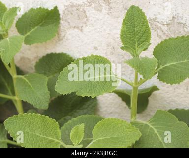 a closeup of mexican mint leaves Stock Photo