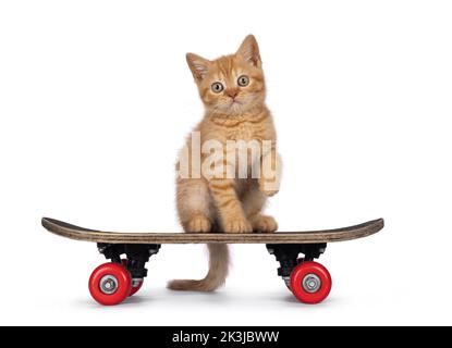 Cute red British Shorthair cat kitten, sitting on child skateboard. Looking straight to camera. Isolated on a white background. Stock Photo