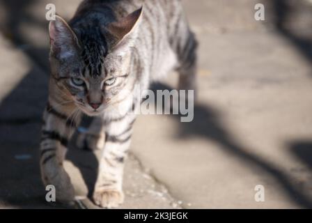 Tabby Cat Close up Summer patio Tabby Kittens close up. Stock Photo