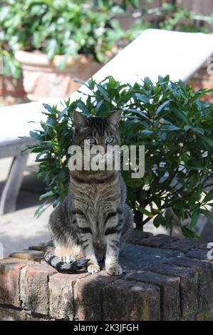 Tabby Cat Close up Summer patio Tabby Kittens close up. Stock Photo