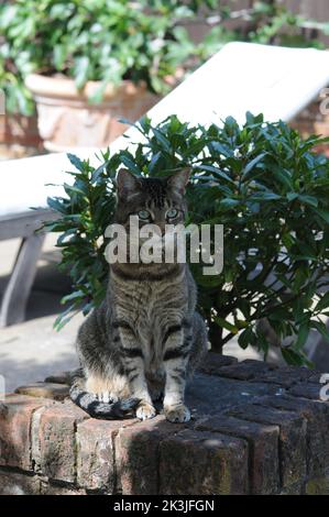 Tabby Cat Close up Summer patio Tabby Kittens close up. Stock Photo