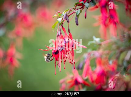 Bee pollinates fuchsias in English garden Stock Photo