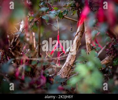 Bee pollinates fuchsias in English garden Stock Photo