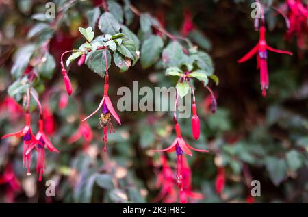 Bee pollinates fuchsias in English garden Stock Photo