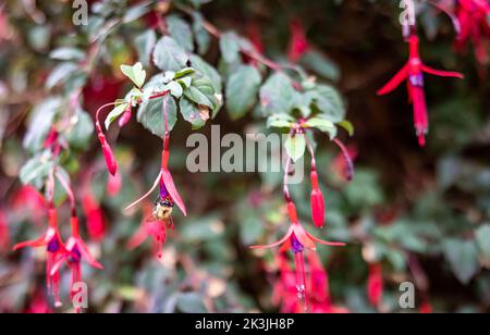 Bee pollinates fuchsias in English garden Stock Photo