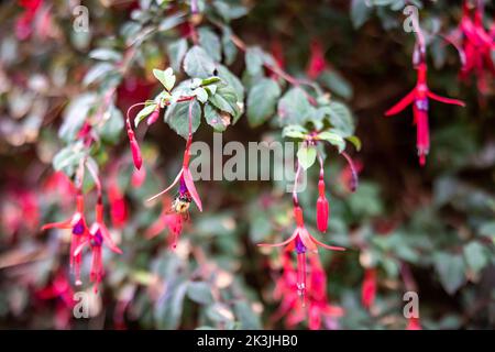 Bee pollinates fuchsias in English garden Stock Photo