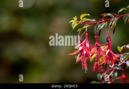 Bee pollinates fuchsias in English garden Stock Photo