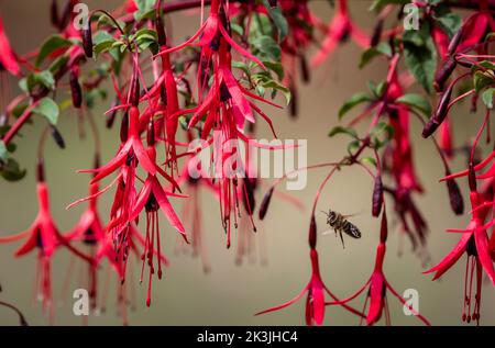 Bee pollinates fuchsias in English garden Stock Photo