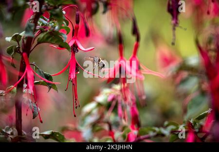 Bee pollinates fuchsias in English garden Stock Photo