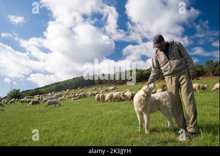 can sardinian shepherd dog be black