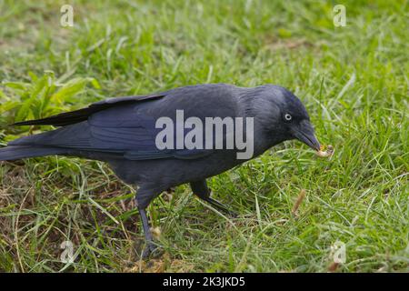 Close up of a Jackdaw Corvus monedula feeding on a cranefly larva on a Norfolk grassland Stock Photo