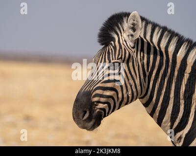 Stunning plain zebra close-up in Etosha Nationalpark, Namibia Stock Photo