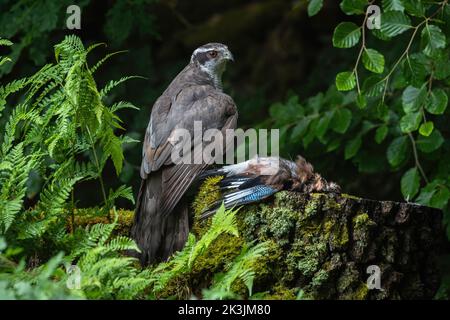 Goshawk (Accipiter gentilis) with jay prey, Controlled, Cumbria, UK Stock Photo