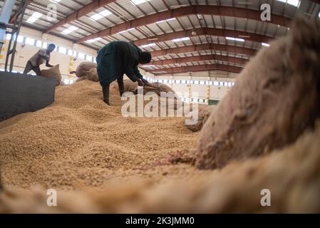 Addis Ababa, Ethiopia. 21st Oct, 2021. Employees work with coffee beans at a coffee processing plant in Addis Ababa, Ethiopia, Oct. 21, 2021. The increasing number of consumers and growing popularity of Ethiopia's coffee among the Chinese people is propelling Ethiopia's coffee export market, officials and coffee exporters said.TO GO WITH 'Feature: Ethiopian coffee garners popularity among Chinese consumers' Credit: Michael Tewelde/Xinhua/Alamy Live News Stock Photo