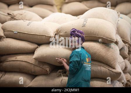 Addis Ababa, Ethiopia. 21st Oct, 2021. An employee works at a coffee processing plant in Addis Ababa, Ethiopia, Oct. 21, 2021. The increasing number of consumers and growing popularity of Ethiopia's coffee among the Chinese people is propelling Ethiopia's coffee export market, officials and coffee exporters said.TO GO WITH 'Feature: Ethiopian coffee garners popularity among Chinese consumers' Credit: Michael Tewelde/Xinhua/Alamy Live News Stock Photo