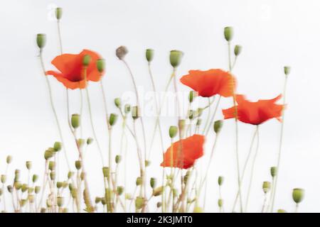 Common poppy (Papaver rhoeas), North Tyne valley, Northumberland, UK Stock Photo