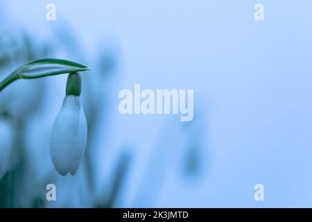 Snowdrop (Galanthus nivalis), Northumberland, UK Stock Photo