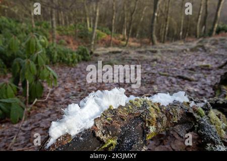 Hair ice formed on decaying wood, Sidwood, Northumberland, UK Stock Photo