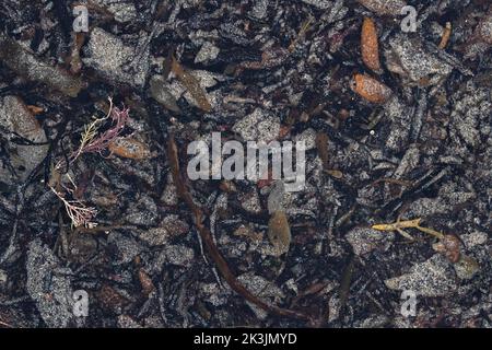 Seaweed in rockpool, Boulmer, Northumberland, UK Stock Photo