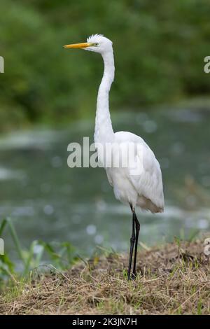 Great White Egret standing by a small river Stock Photo