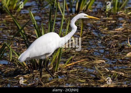 Great White Egret hunting in a reed bed Stock Photo