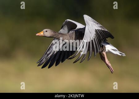 Greylag Goose taking off Stock Photo