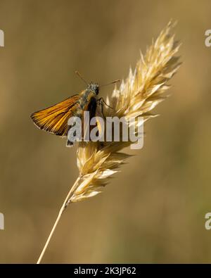 Small Skipper butterfly at rest on a grass seed head Stock Photo