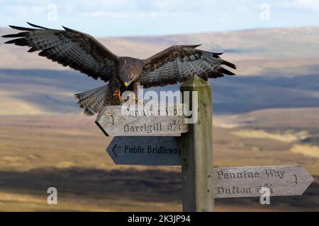 Common buzzard (Buteo buteo) landing on Pennine Way sign, Controlled, Cumbria, UK Stock Photo