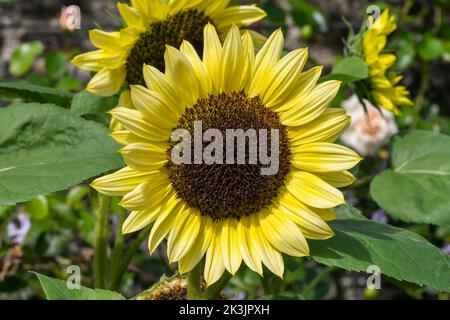 Sunflower (helianthus) a summer flowering plant with a yellow summertime flower, stock photo image Stock Photo